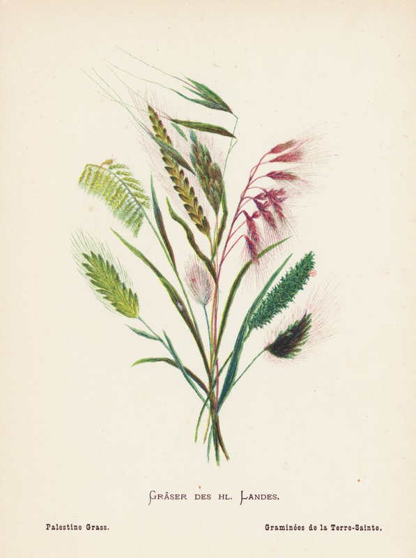 Vilda blommor i det heliga landet: Graser des hl Landes; Palestine Grass (gravyr i färg) av Hannah Zeller