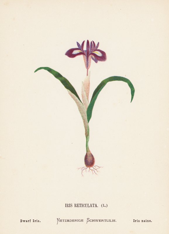 Vilda blommor i det heliga landet: Iris Reticulata; Dvärgiris (färggravyr) av Hannah Zeller