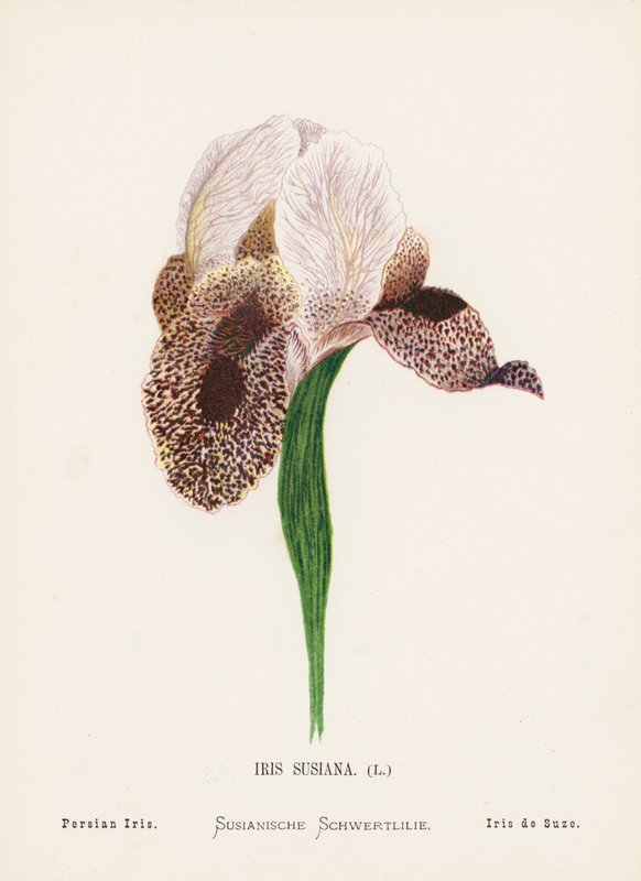 Vilda blommor i det heliga landet: Iris Susiana; Persian Iris (färggravyr) av Hannah Zeller
