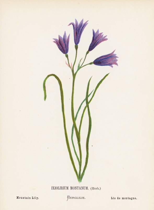 Vilda blommor i det heliga landet: Ixiolirium Montanum, ört; bergslilja (kolorerad gravyr) av Hannah Zeller
