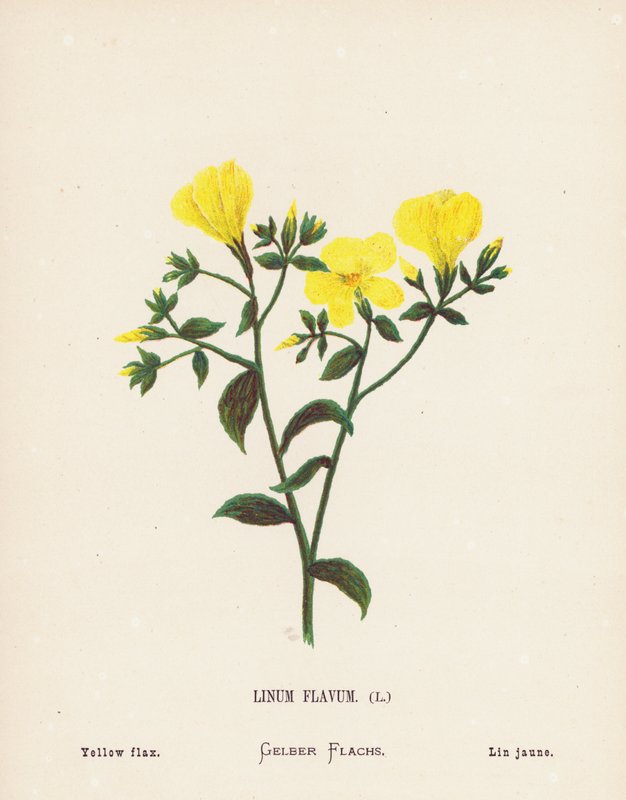 Vilda blommor i det heliga landet: Linum Flavum; Gul lin (färggravyr) av Hannah Zeller