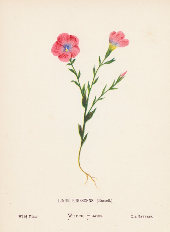 Vilda blommor i det heliga landet: Linum Pubescens, Russell; vildlin (kolorerad gravyr) av Hannah Zeller