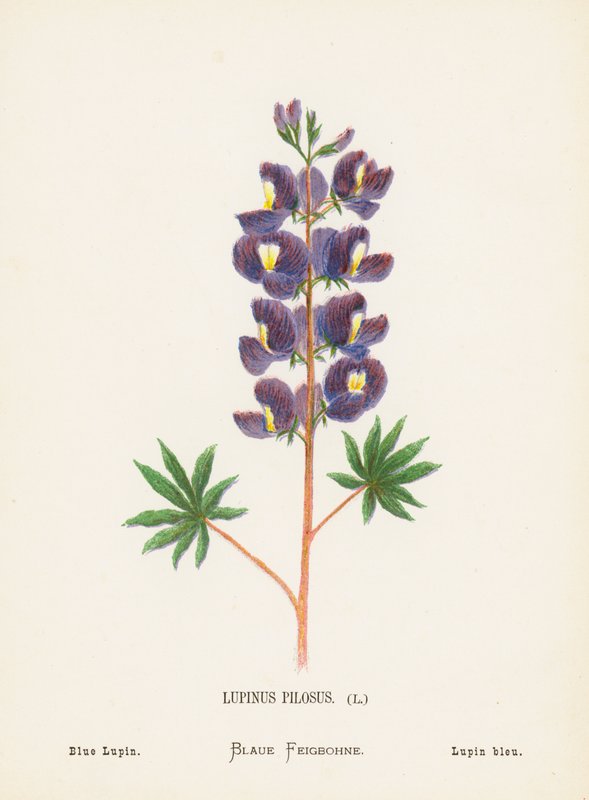 Vilda blommor i det heliga landet: Lupinus Pilosus; Blå lupin (gravyr i färg) av Hannah Zeller