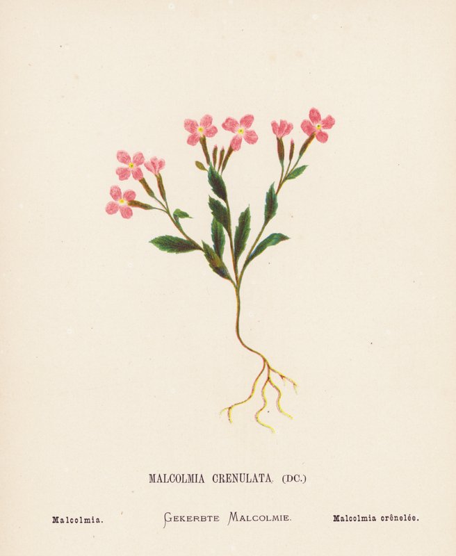 Vilda blommor i det heliga landet: Malcolmia Crenulata; Malcolmia (gravyr i färg) av Hannah Zeller