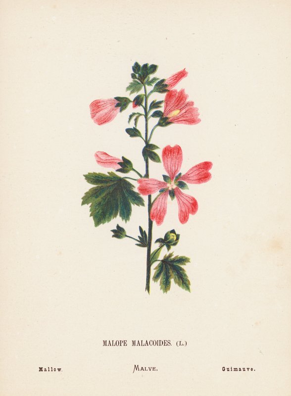 Vilda blommor i det heliga landet: Malope Malacoides; Malva (gravyr i färg) av Hannah Zeller