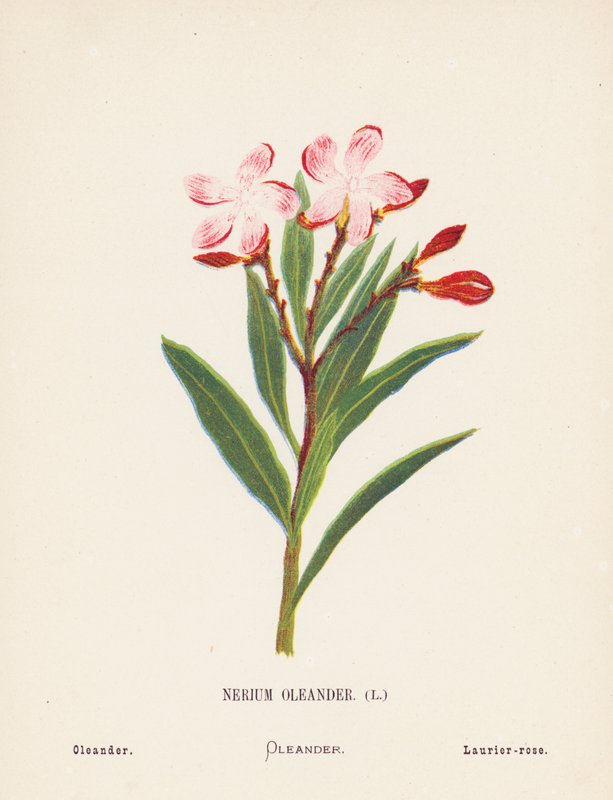 Vilda blommor i det heliga landet: Nerium Oleander; Oleander (gravyr i färg) av Hannah Zeller