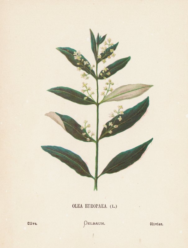 Vilda blommor i det heliga landet: Olea Europaea; Oliv (kolorerad gravyr) av Hannah Zeller