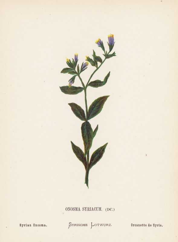 Vilda blommor i det heliga landet: Onosma Syriacum; Syrisk onosma (kolorerad gravyr) av Hannah Zeller