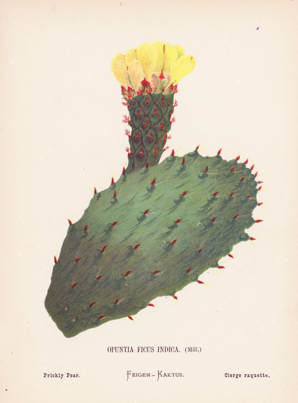 Vilda blommor i det heliga landet: Opuntia Ficus Indica, Mill; Prickly Pear (kolorerad gravyr) av Hannah Zeller