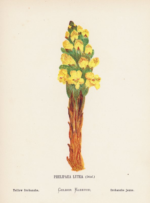 Vilda blommor i det heliga landet: Phelipaea Lutea, Desf; Yellow Orobanche (gravyr i färg) av Hannah Zeller