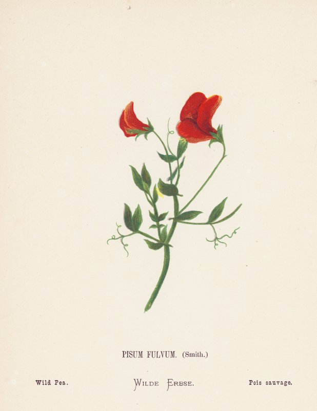Vilda blommor i det heliga landet: Pisum Fulvum, Smith; Vild ärta (gravyr i färg) av Hannah Zeller