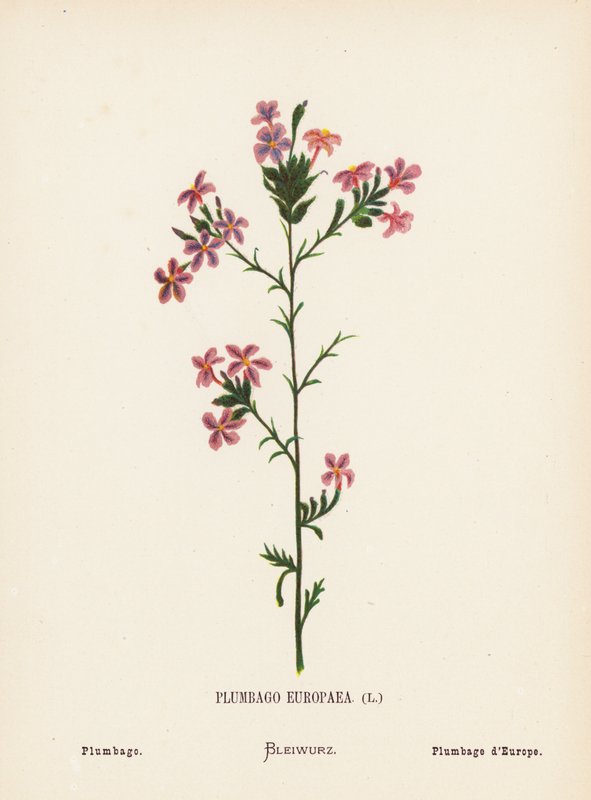 Vilda blommor i det heliga landet: Plumbago Europaea; Plumbago (kolorerad gravyr) av Hannah Zeller