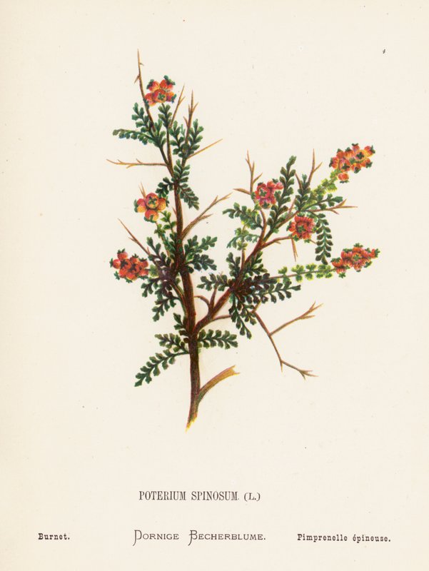 Vilda blommor i det heliga landet: Poterium Spinosum; Burnet (kolorerad gravyr) av Hannah Zeller