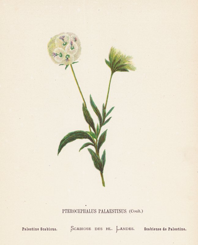Vilda blommor i det heliga landet: Pterocephalus Palaestinus, Coult; Palestina Scabious (gravyr i färg) av Hannah Zeller