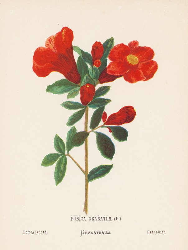 Vilda blommor i det heliga landet: Punica Granatum; Granatäpple (gravyr i färg) av Hannah Zeller