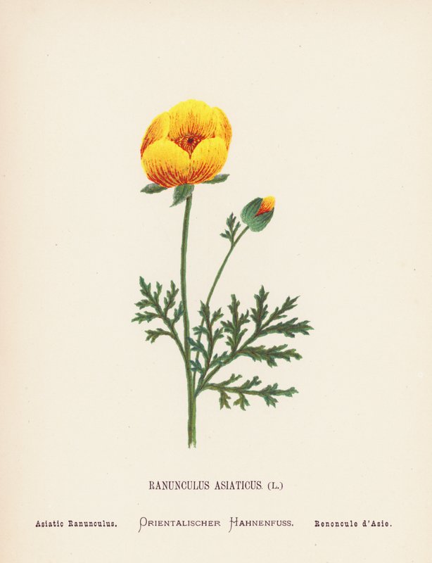 Vilda blommor i det heliga landet: Ranunculus Asiaticus; Asiatic Ranunculus (gravyr i färg) av Hannah Zeller