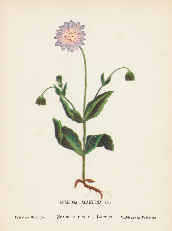 Vilda blommor i det heliga landet: Scabiosa Palaestina; Palestina Scabious (gravyr i färg) av Hannah Zeller