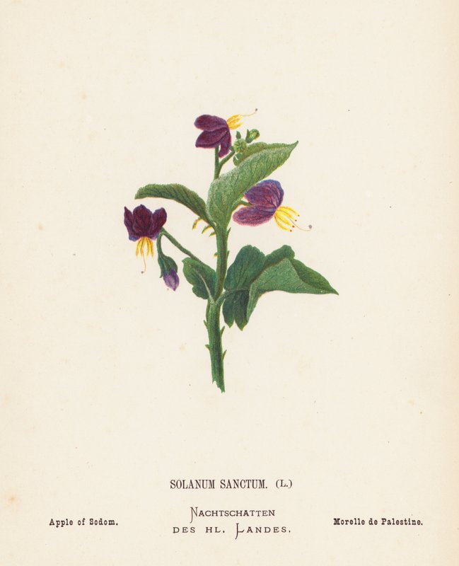Vilda blommor i det heliga landet: Solanum Sanctum; Sodoms äpple (kolorerad gravyr) av Hannah Zeller