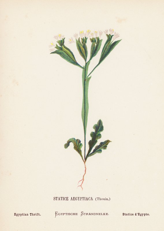 Vilda blommor i det heliga landet: Statice Aegyptiaca, Thouin; Egyptian Thrift (gravyr i färg) av Hannah Zeller