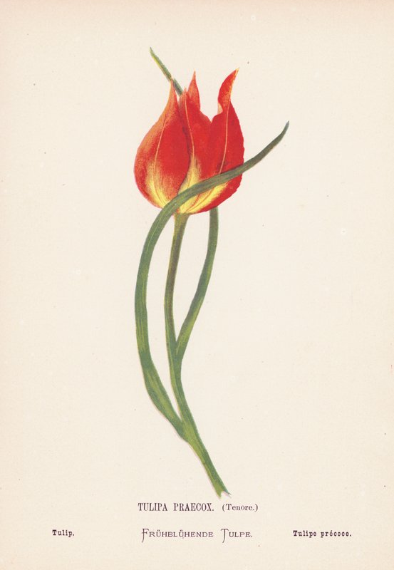 Vilda blommor i det heliga landet: Tulipa Praecox, Tenore; Tulpan (gravyr i färg) av Hannah Zeller