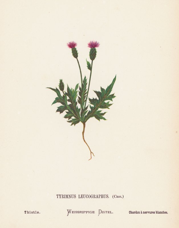 Vilda blommor i det heliga landet: Tyrimnus Leucographus, Cass; Tistel (kolorerad gravyr) av Hannah Zeller