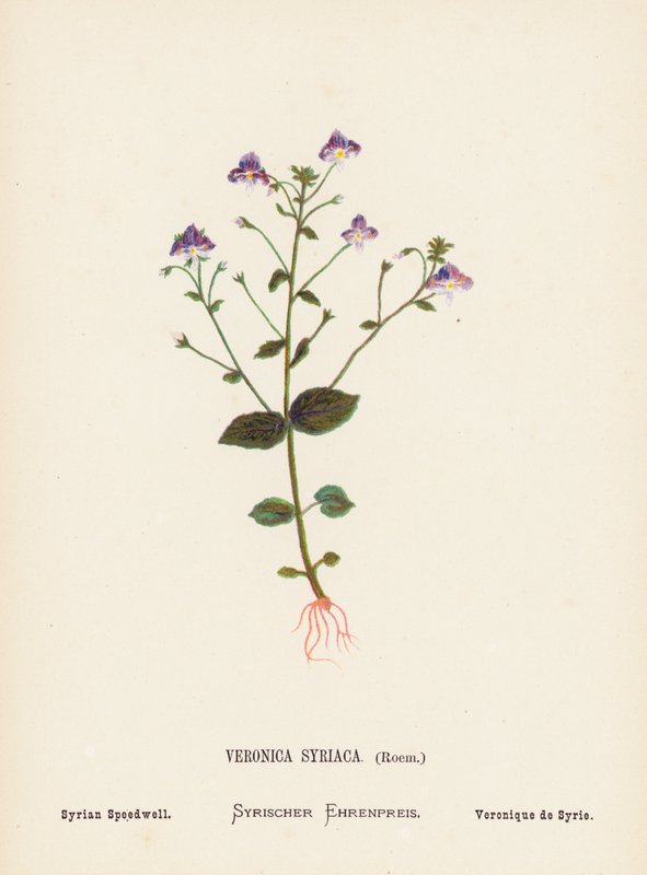 Vilda blommor i det heliga landet: Veronica Syriaca, Roem; Syrian Speedwell (kolorerad gravyr) av Hannah Zeller