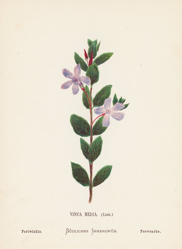 Vilda blommor i det heliga landet: Vinca Media, Link; Periwinkle (färggravyr) av Hannah Zeller
