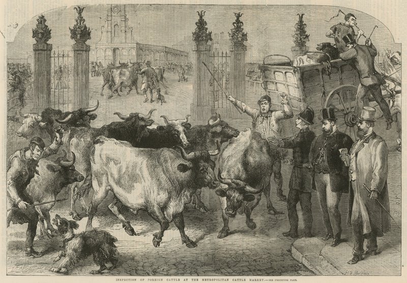 Inspektion av utländsk boskap på Metropolitan Cattle Market (gravyr) av Harden Sidney (after) Melville