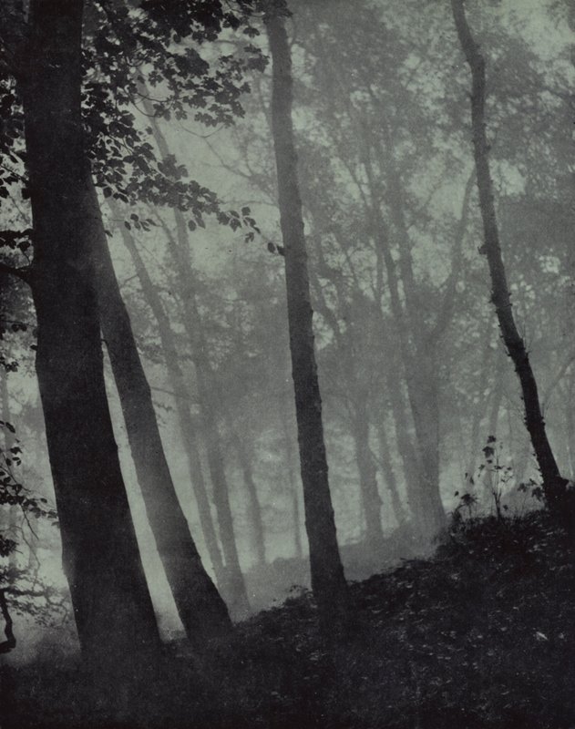 välvda promenader av skymningslundar Och skuggor bruna Av tall, eller monumental ek, Milton (s/v foto) av Harold Burdekin