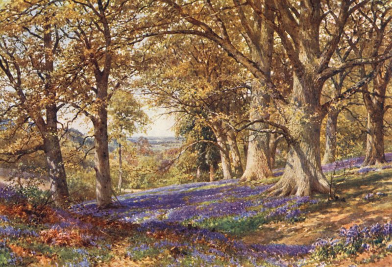 En sluttning med blåklockor, Hascombe (färglitografi) av Harold Sutton Palmer