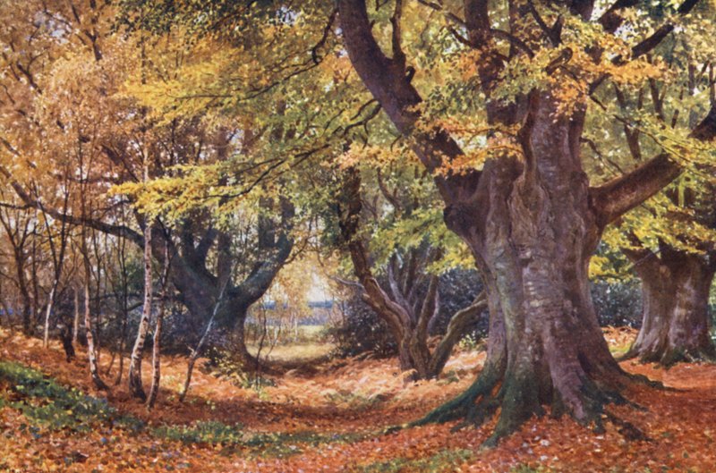 Bokar på hösten, nära Godalming (färglitografi) av Harold Sutton Palmer