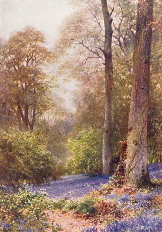 Blåklockor, Ripley (färglitografi) av Harold Sutton Palmer