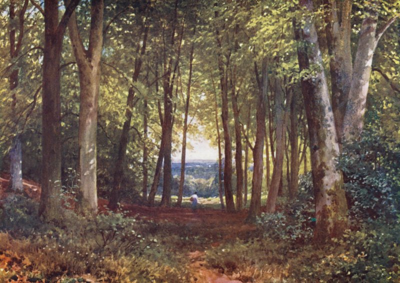 Deer-Leap Wood, Wotton (färglitografi) av Harold Sutton Palmer