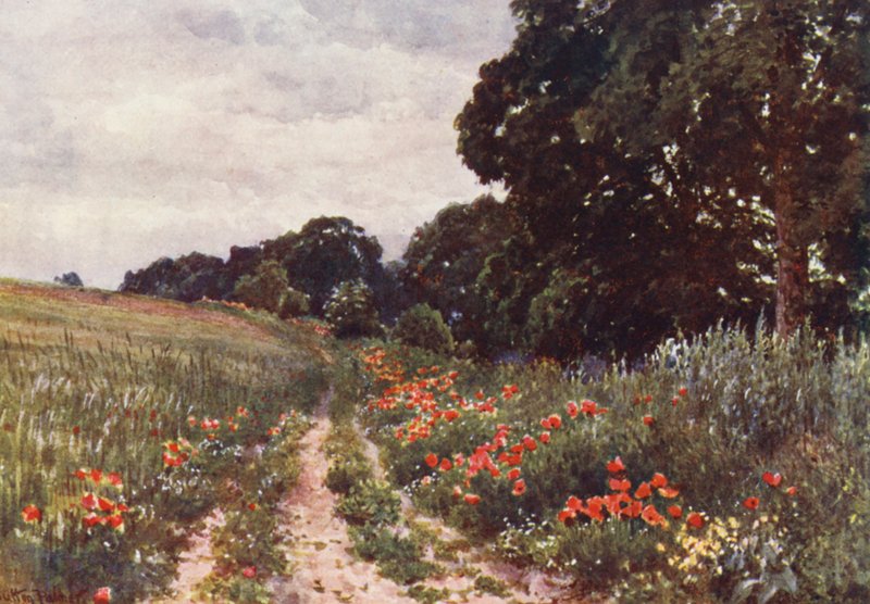 Vallmo (färglitografi) av Harold Sutton Palmer
