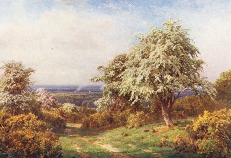The Pride of Spring, Newlands Corner (färglitografi) av Harold Sutton Palmer