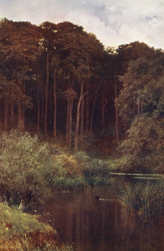 Woodland Depths, Wotton (färglitografi) av Harold Sutton Palmer
