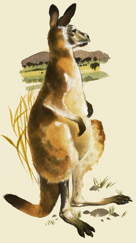 Kängurun av Harold Tamblyn Watts