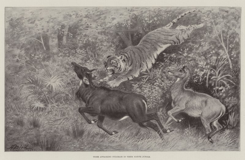 Tiger attackerar Nylghaie i deras inhemska djungel av Harrington Bird