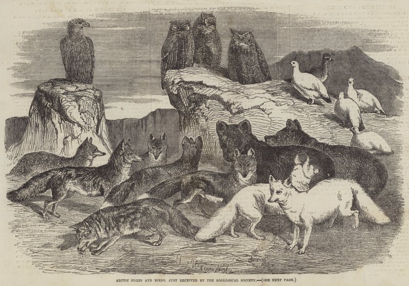Arktiska rävar och fåglar, precis inkommen av Zoologiska föreningen av Harrison William Weir