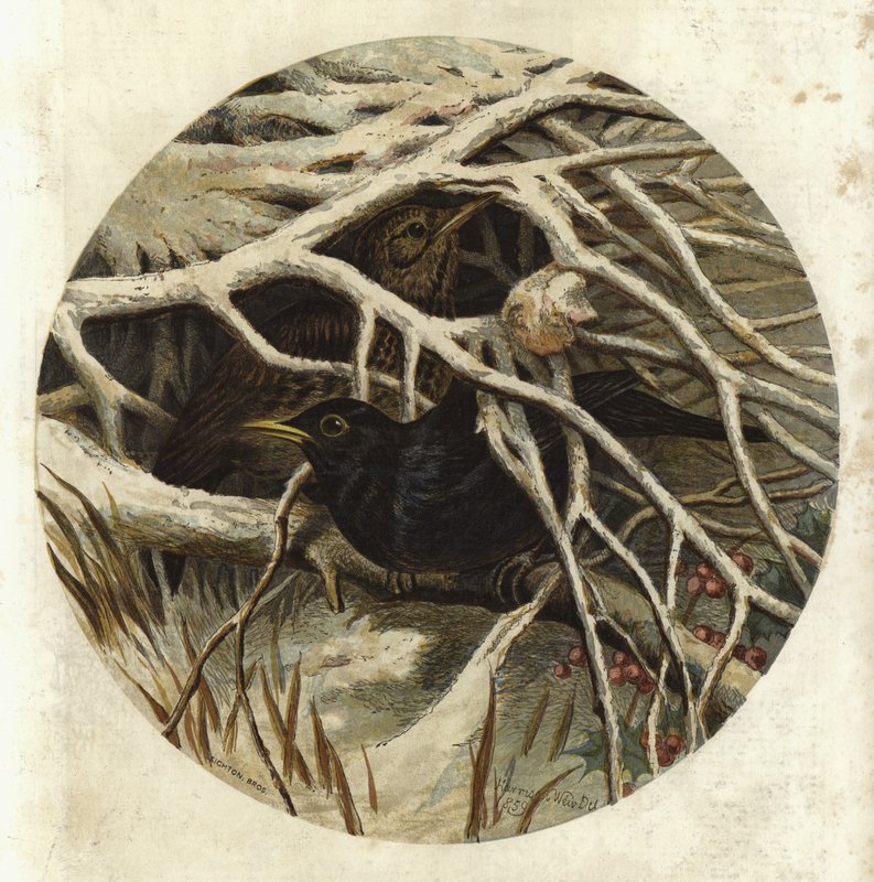 Koltrast och trast, i dold av Harrison William Weir