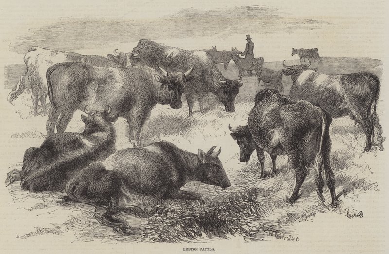 Bretonska nötkreatur av Harrison William Weir