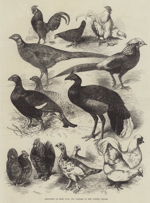 Utställning av viltfåglar och bantams på Crystal Palace av Harrison William Weir