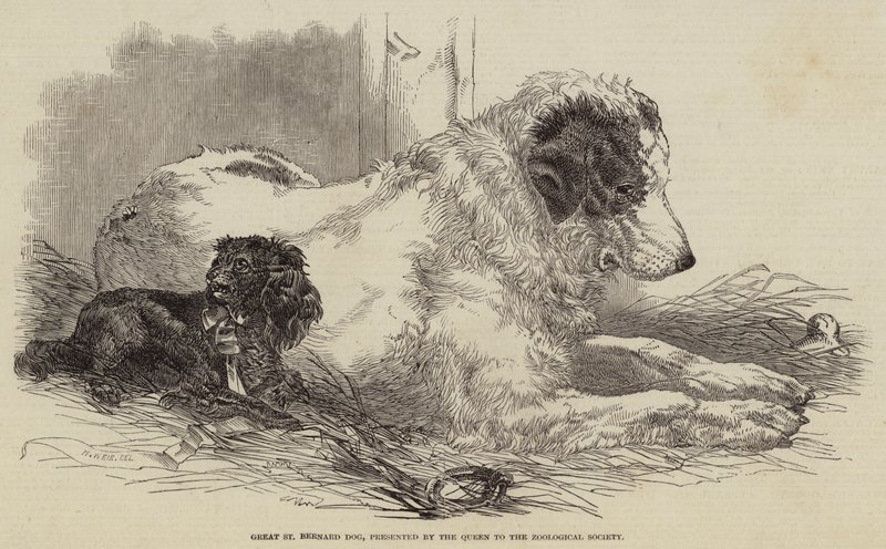 Great St Bernard Dog, presenterad av drottningen till Zoological Society av Harrison William Weir