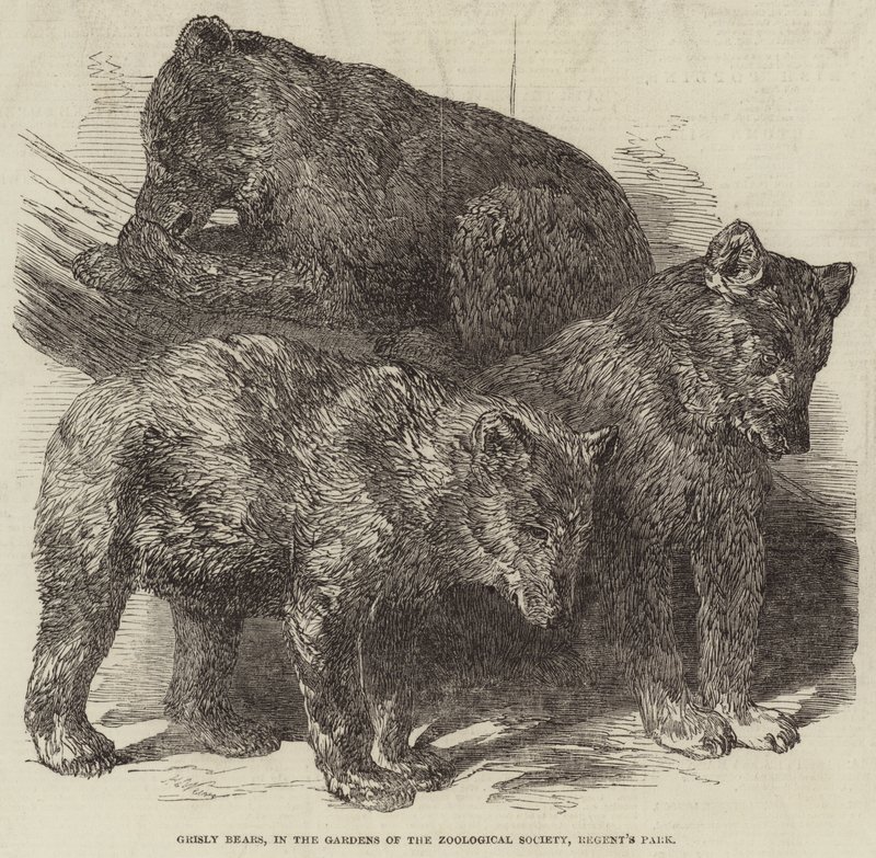 Grizzly Bears, i Zoological Societys trädgårdar, Regent