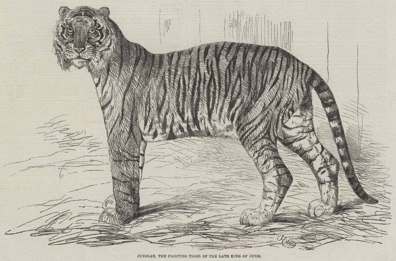 Junglar, den bortgångne kungen av Oudes kämpande tiger av Harrison William Weir