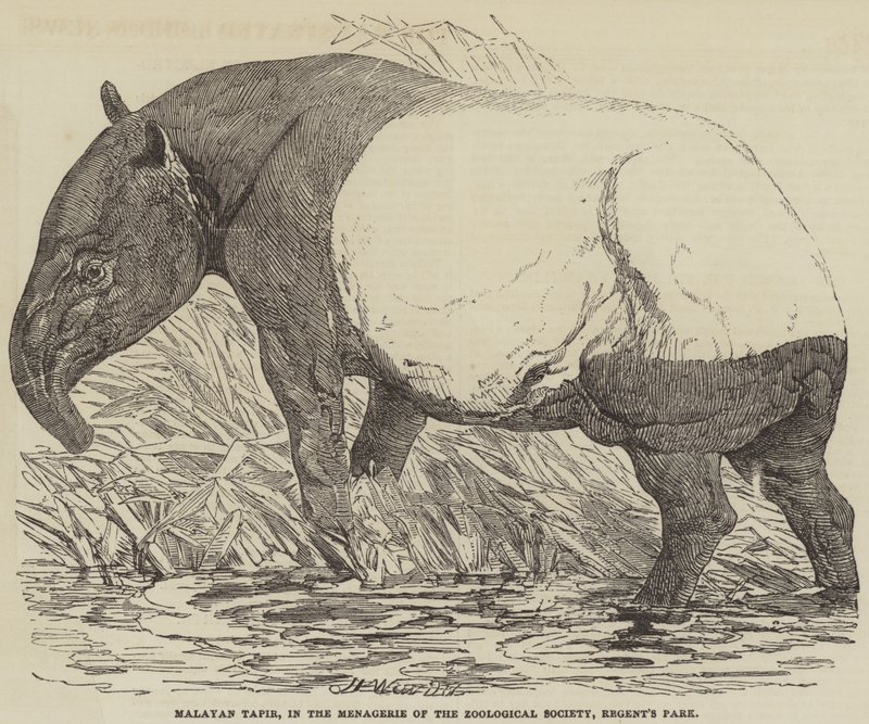 Malaysisk tapir, i menageriet i Zoological Society, Regent
