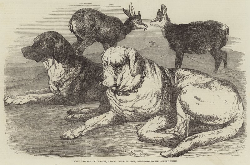 Hane och hona sämskskinn, och St Bernard Dogs, tillhörande Mr Albert Smith av Harrison William Weir