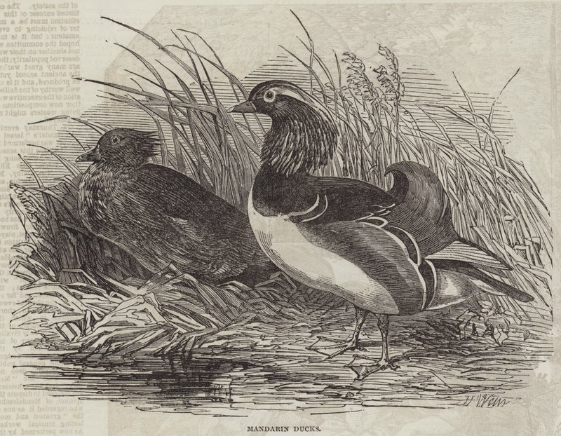 Mandarin ankor av Harrison William Weir
