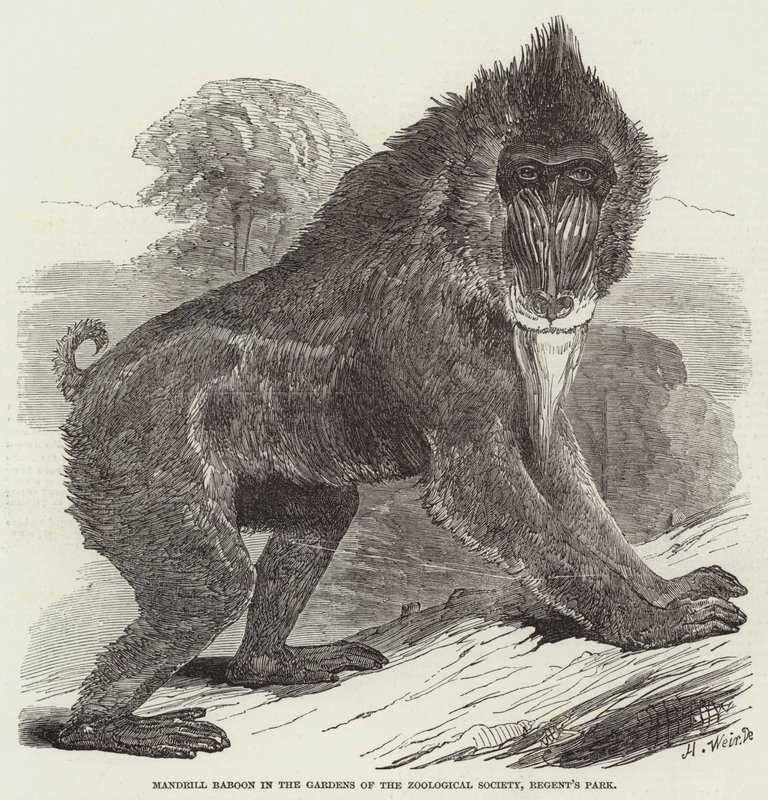 Mandrillbabian i Zoological Societys trädgårdar, Regent