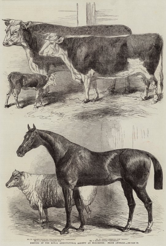 Möte för Royal Agricultural Society i Worcester, Prize Animals av Harrison William Weir